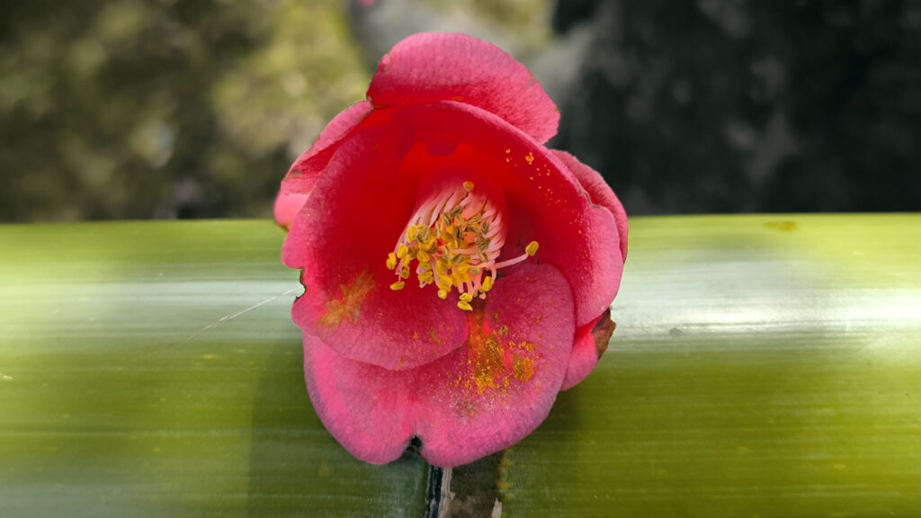 Kyoto - Kinkakuji oro