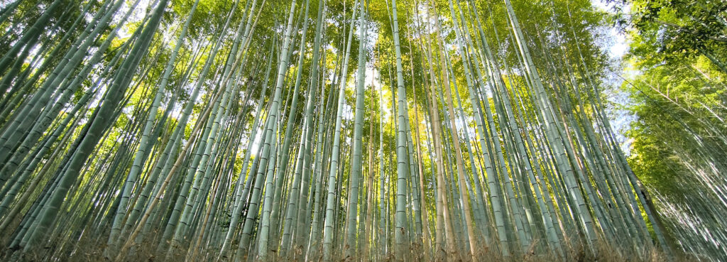 top Arashiyama foresta bambu