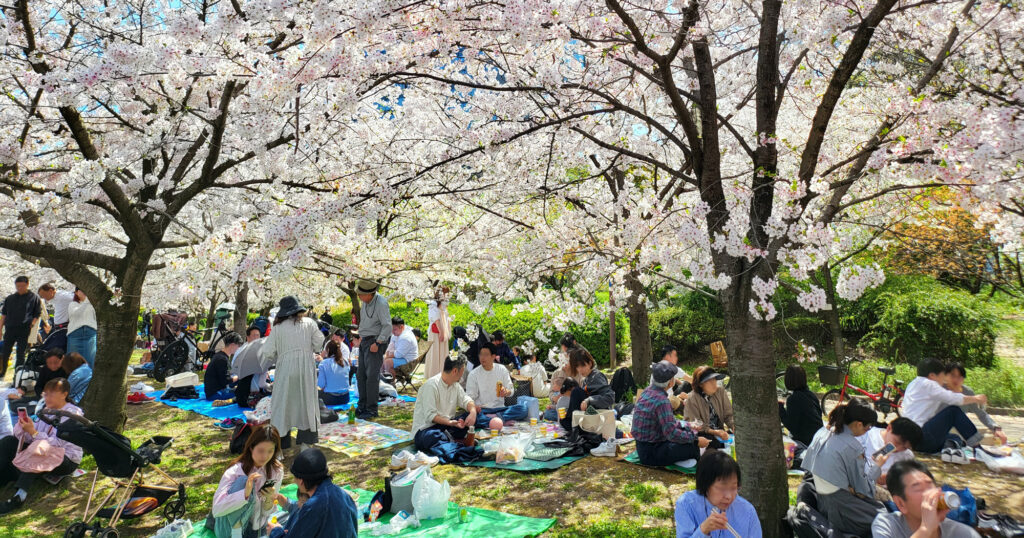Osaka Castle Park - ciliegi