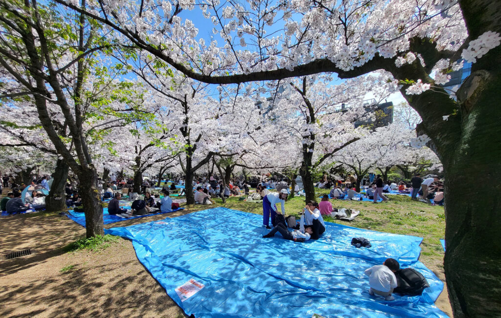 Osaka Castle Park - ciliegi