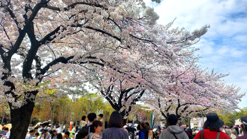 Osaka Castle Park - ciliegi