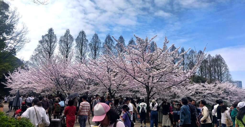 Osaka Castle Park - ciliegi