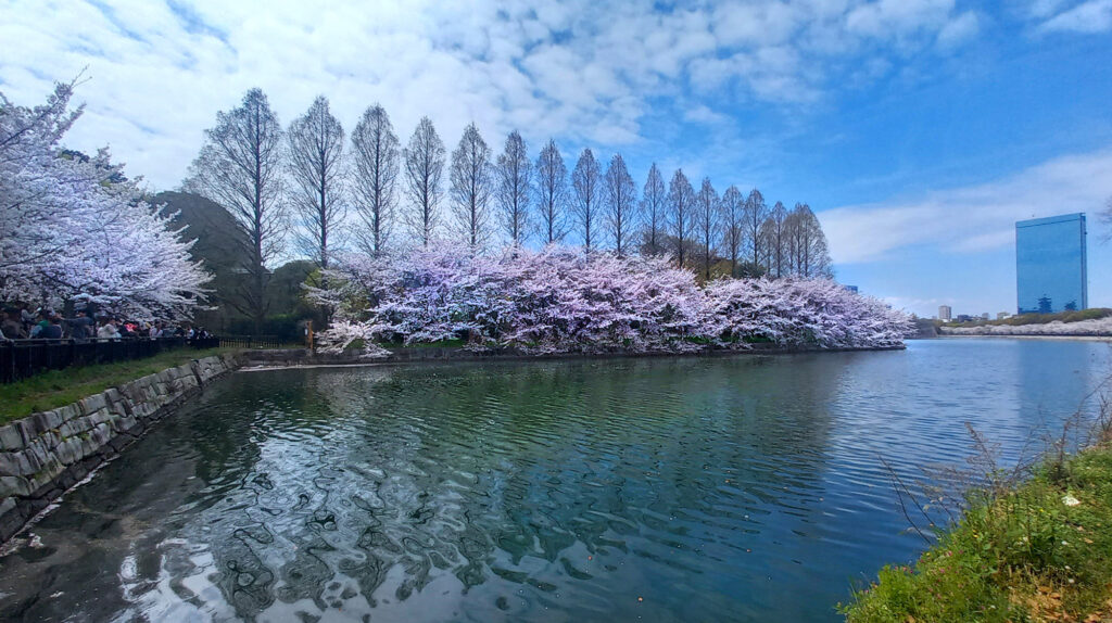 Osaka Castle Park - ciliegi