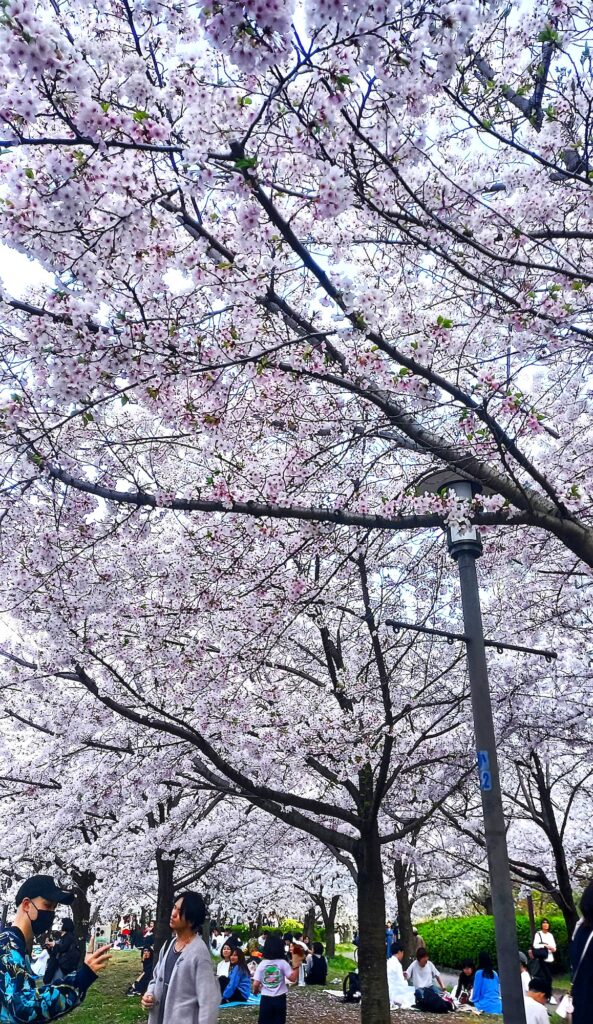Osaka Castle Park - ciliegi
