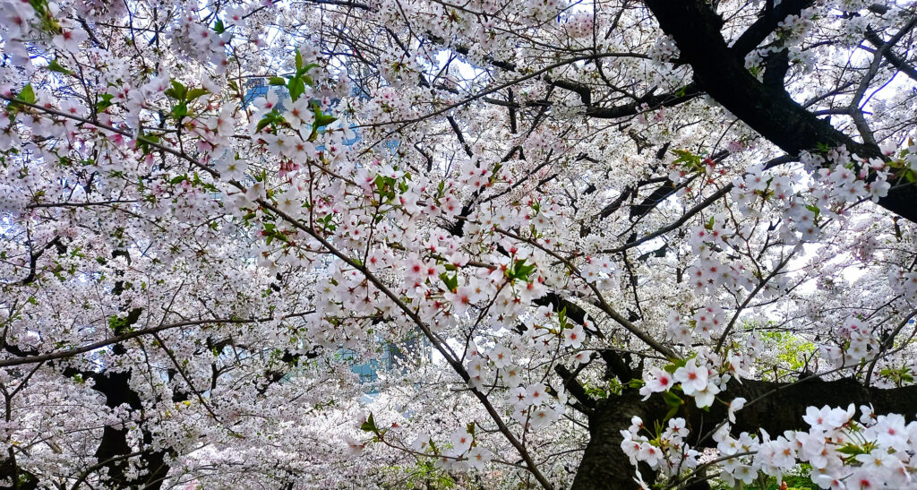Osaka Castle Park - ciliegi