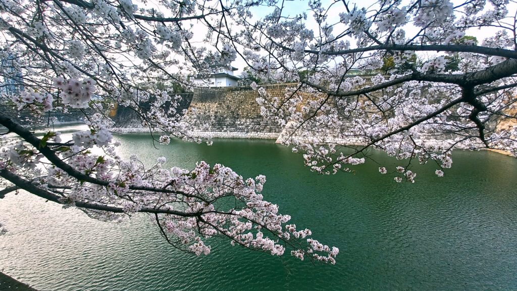 Osaka Castle Park - ciliegi
