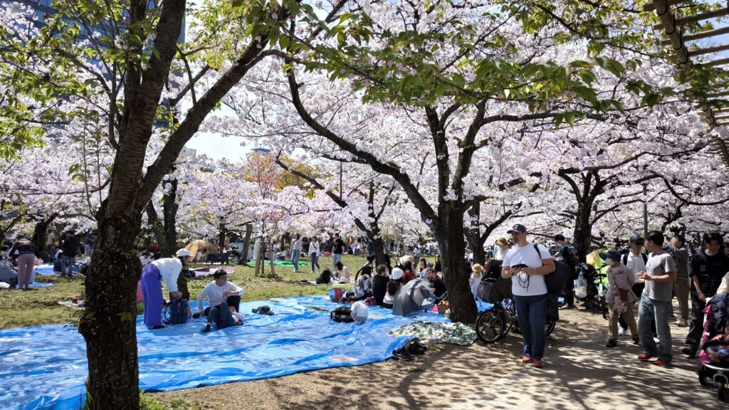 Osaka Castle Park - ciliegi