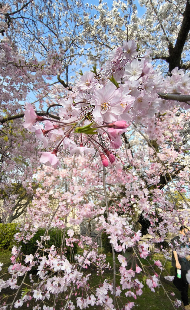 Osaka Castle Park - ciliegi