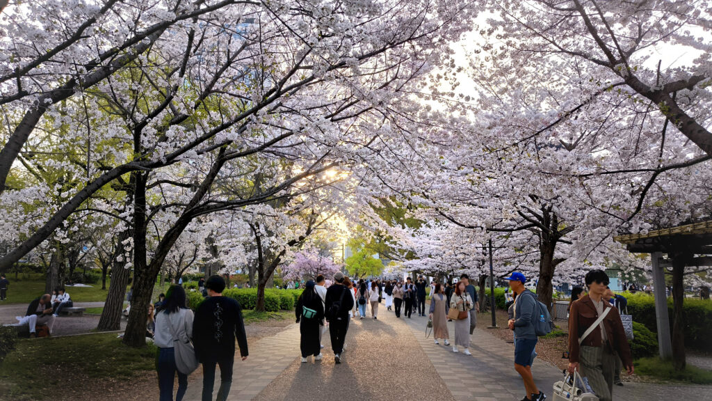 Osaka Castle Park - ciliegi