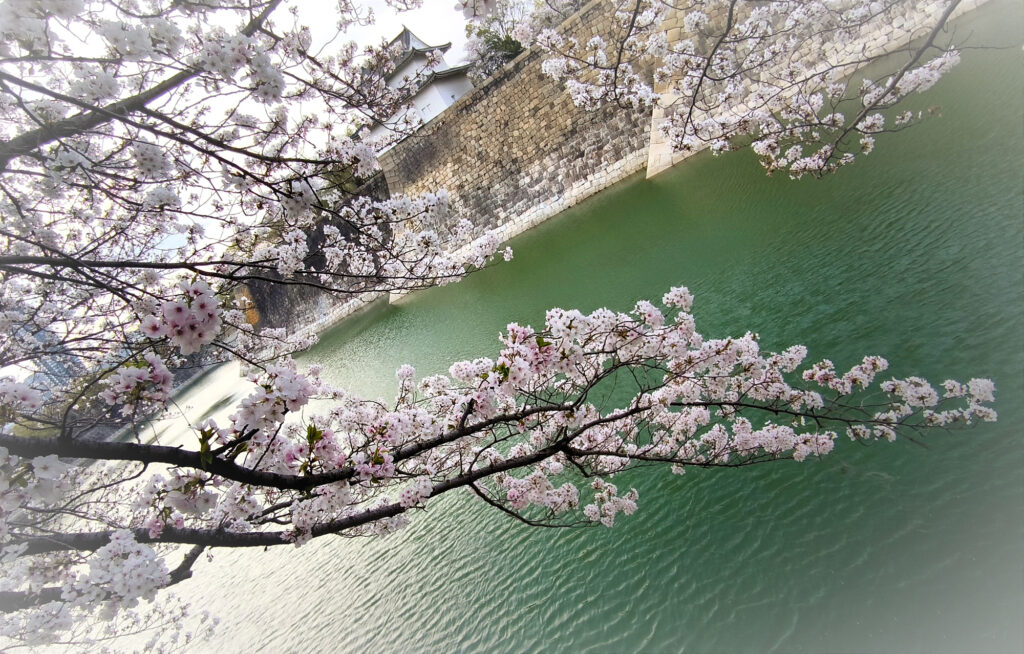 Osaka Castle Park - ciliegi