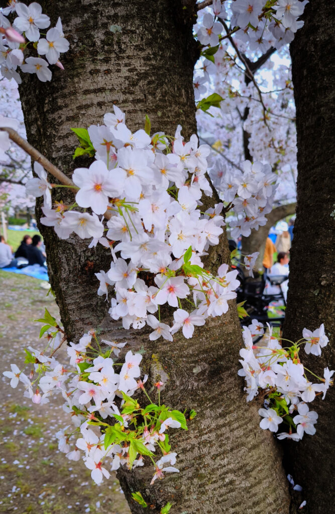 Osaka Castle Park - ciliegi