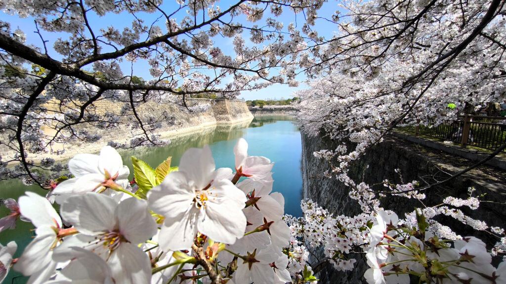 Osaka Castle Park - ciliegi