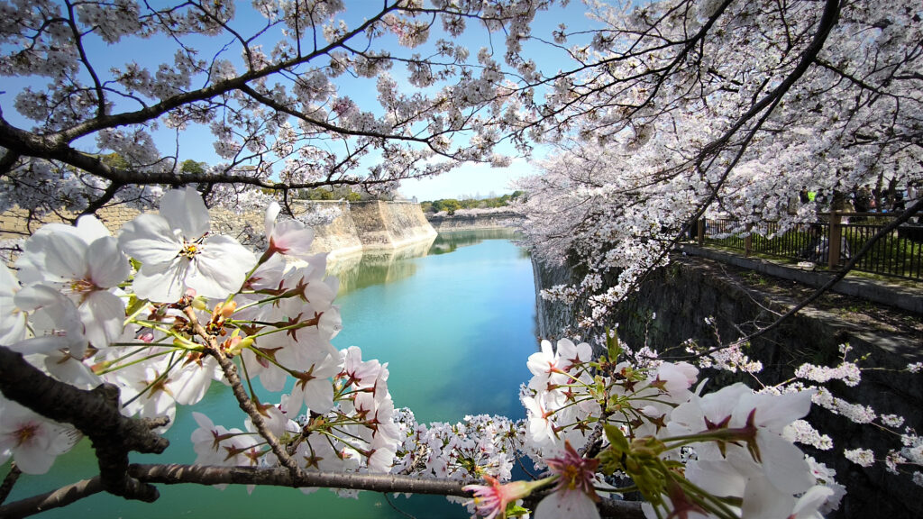 Osaka Castle Park - ciliegi