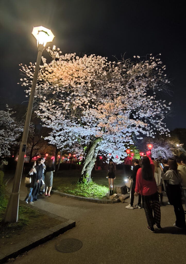 Osaka Castle Park - ciliegi