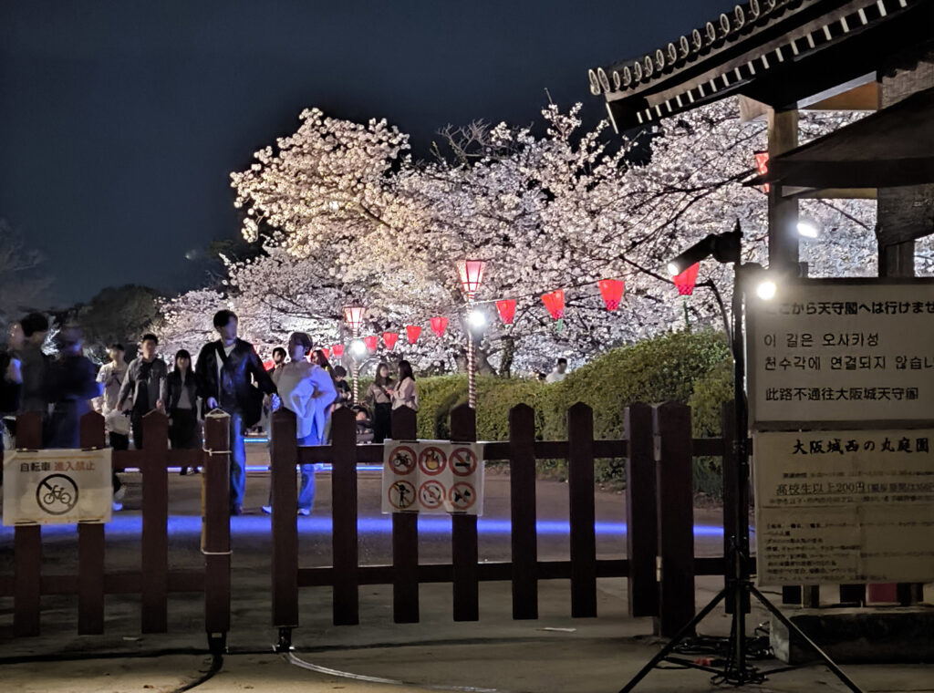 Osaka Castle Park - ciliegi