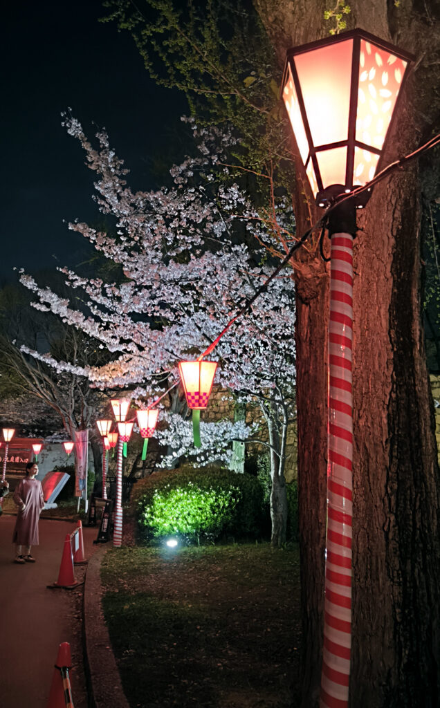 Osaka Castle Park - ciliegi