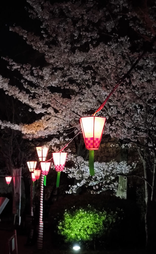 Osaka Castle Park - ciliegi