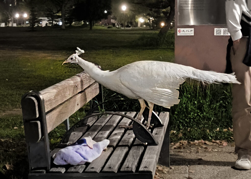 Osaka Castle Park - pavone