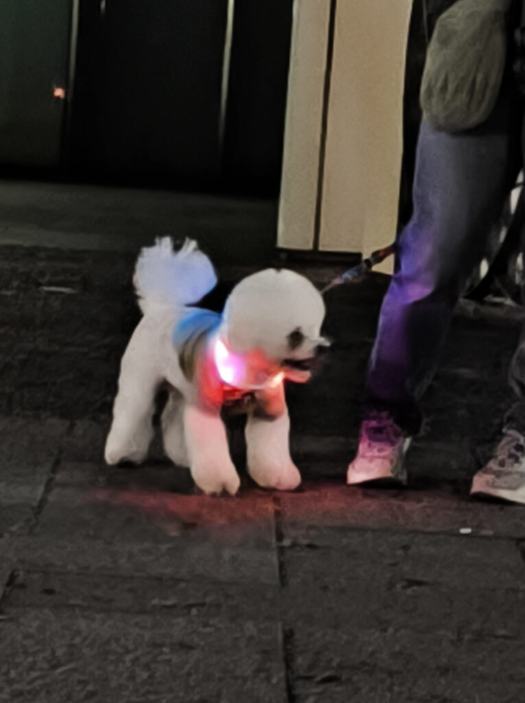 Osaka Castle Park - cane