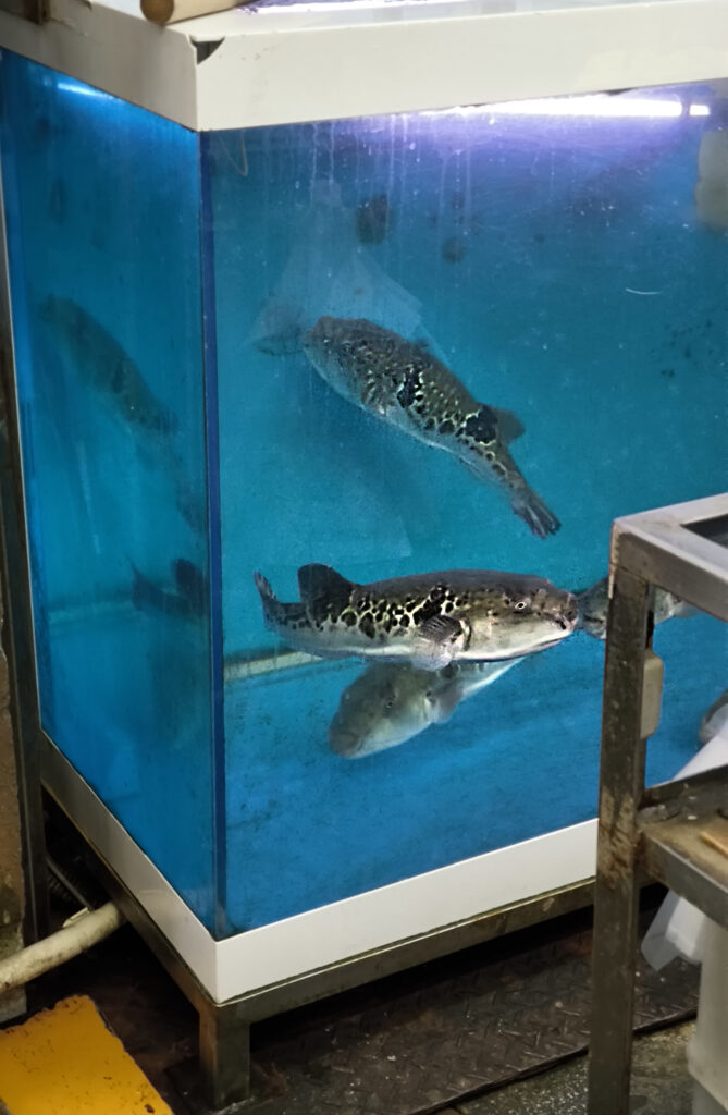 Osaka - Kuromon Market - fugu
