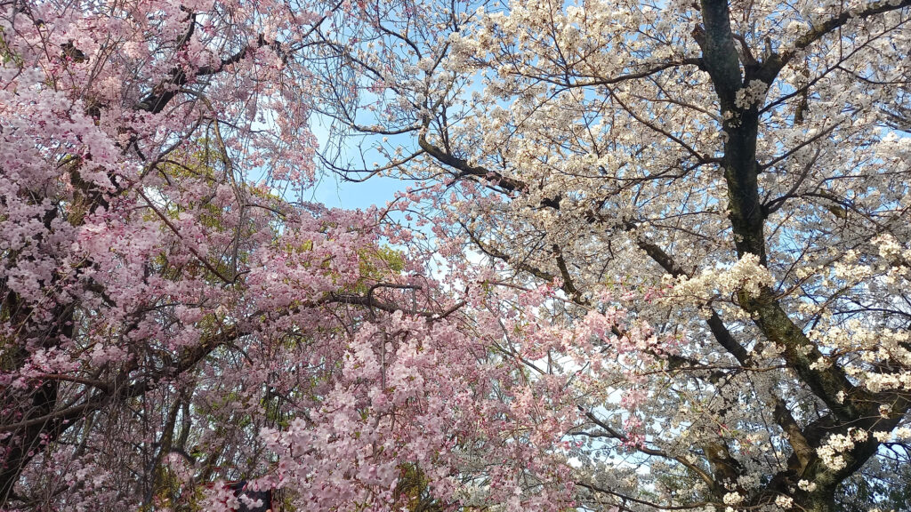 Osaka Castle Park - ciliegi